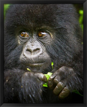 Framed Rwanda, Volcanoes NP, Close up of a Mountain Gorilla Print