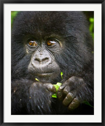 Framed Rwanda, Volcanoes NP, Close up of a Mountain Gorilla Print