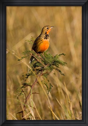 Framed Rosy-breasted Longclaw bird, Maasai Mara Kenya Print