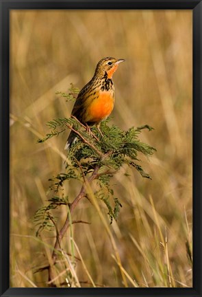 Framed Rosy-breasted Longclaw bird, Maasai Mara Kenya Print