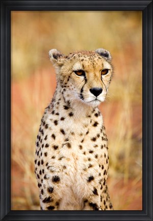 Framed Sitting Cheetah at Africa Project, Namibia Print