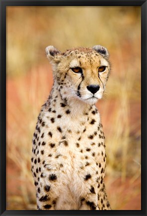 Framed Sitting Cheetah at Africa Project, Namibia Print