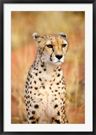 Framed Sitting Cheetah at Africa Project, Namibia Print