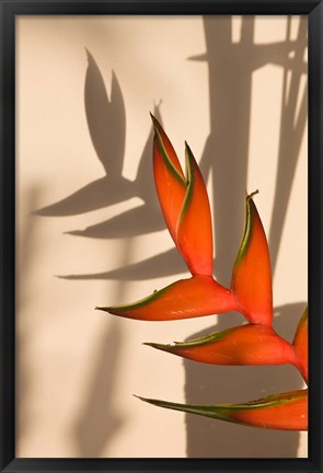 Framed Seychelles, Mahe, Anse Royale, Heliconia flowers Print