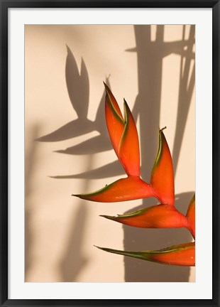 Framed Seychelles, Mahe, Anse Royale, Heliconia flowers Print