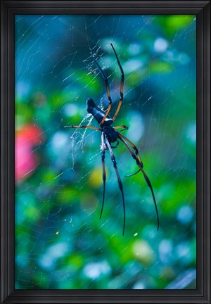 Framed Seychelles, Praslin, Vallee de Mai NP, Palm Spider Print