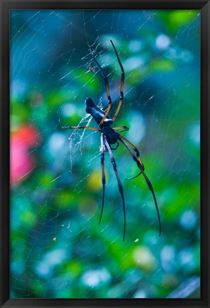 Framed Seychelles, Praslin, Vallee de Mai NP, Palm Spider Print