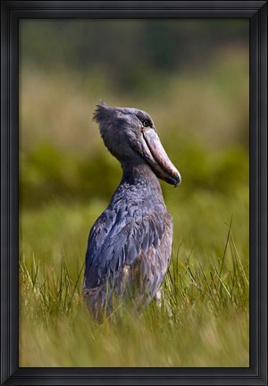 Framed Shoebill bird hunting in wetlands, Uganda, East Africa Print
