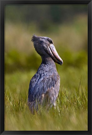 Framed Shoebill bird hunting in wetlands, Uganda, East Africa Print