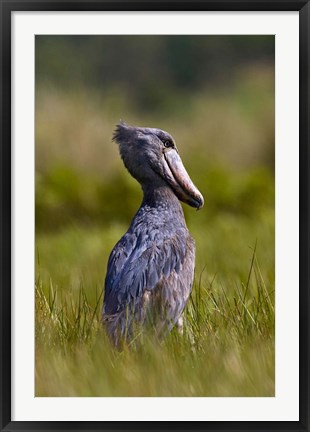 Framed Shoebill bird hunting in wetlands, Uganda, East Africa Print