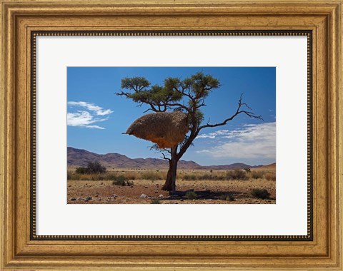 Framed Sociable weavers nest, Namib Desert, Southern Namibia Print