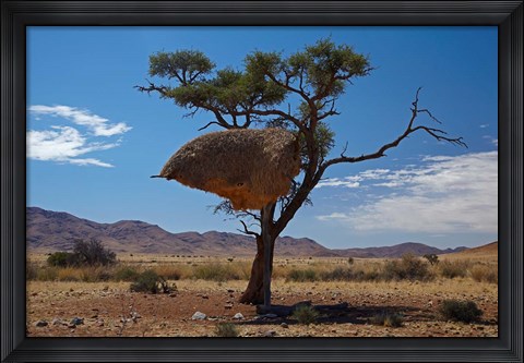 Framed Sociable weavers nest, Namib Desert, Southern Namibia Print