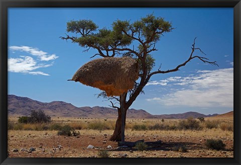 Framed Sociable weavers nest, Namib Desert, Southern Namibia Print