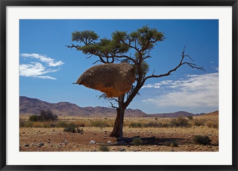 Framed Sociable weavers nest, Namib Desert, Southern Namibia Print