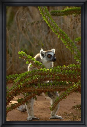 Framed Ring-tailed lemur wildlife, Berenty Reserve, MADAGASCAR Print