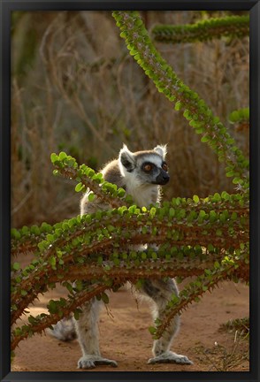 Framed Ring-tailed lemur wildlife, Berenty Reserve, MADAGASCAR Print