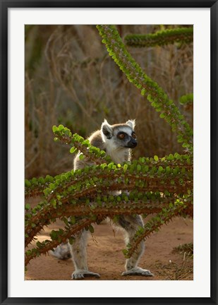 Framed Ring-tailed lemur wildlife, Berenty Reserve, MADAGASCAR Print