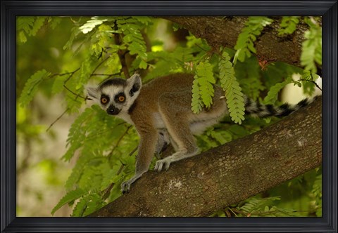 Framed Ring-tailed lemur, Beza mahafaly reserve, MADAGASCAR Print
