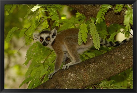 Framed Ring-tailed lemur, Beza mahafaly reserve, MADAGASCAR Print