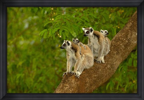 Framed Ring-tailed lemurs, primates, Berenty Reserve MADAGASCAR Print