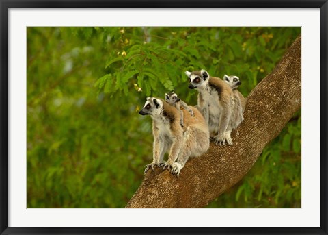 Framed Ring-tailed lemurs, primates, Berenty Reserve MADAGASCAR Print