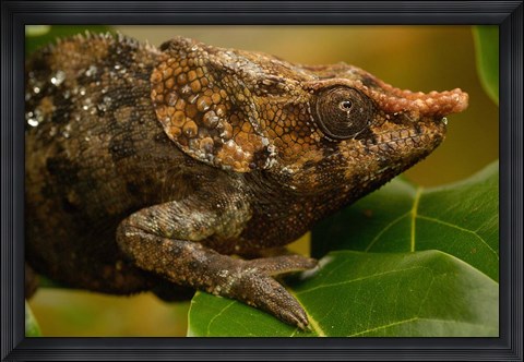 Framed Short-horned chameleon lizard, MADAGASCAR. Print
