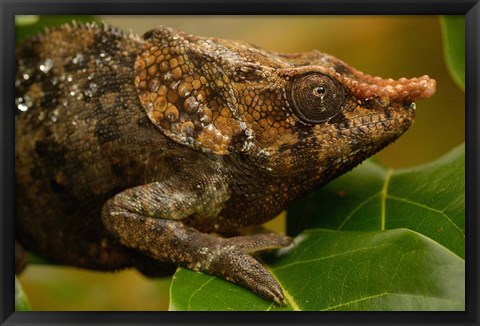 Framed Short-horned chameleon lizard, MADAGASCAR. Print