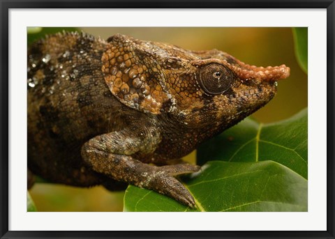 Framed Short-horned chameleon lizard, MADAGASCAR. Print