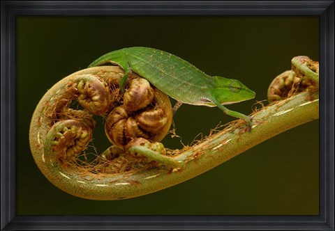 Framed Short-nosed Chameleon lizard Madagascar, Africa Print