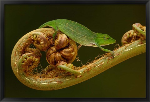 Framed Short-nosed Chameleon lizard Madagascar, Africa Print