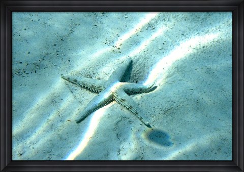 Framed Sea Star Abstract Print