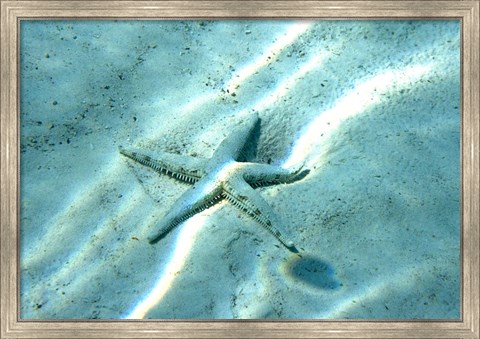 Framed Sea Star Abstract Print