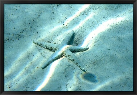 Framed Sea Star Abstract Print