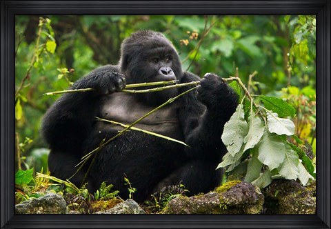 Framed Rwanda, Blackback Mountain Gorilla, Buffalo Wall Print