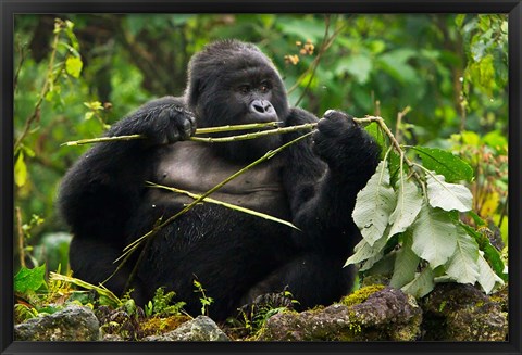 Framed Rwanda, Blackback Mountain Gorilla, Buffalo Wall Print