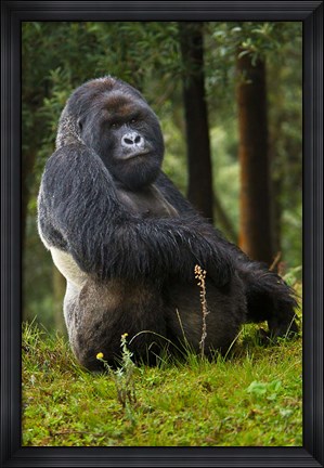 Framed Mountain Gorilla, Rwanda Print