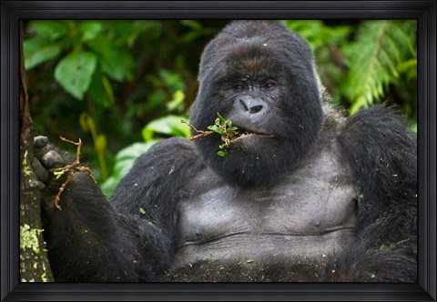 Framed Mountain Gorilla Chewing Leaves, Rwanda Print