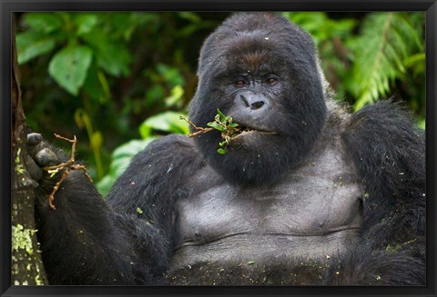 Framed Mountain Gorilla Chewing Leaves, Rwanda Print