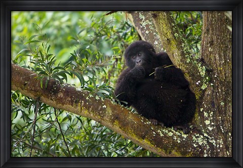 Framed Rwanda, Mountain Gorilla forages, Buffalo Wall Print