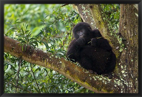 Framed Rwanda, Mountain Gorilla forages, Buffalo Wall Print