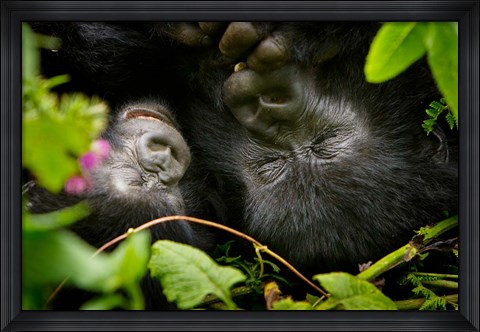 Framed Rwanda, Mountain Gorilla, Volcanoes NP Print