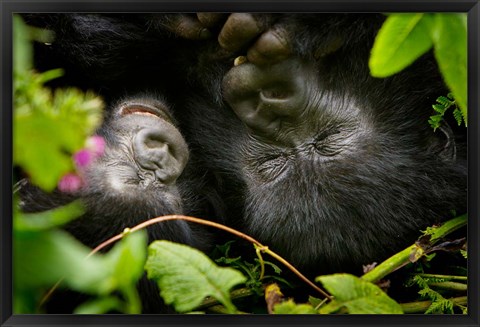 Framed Rwanda, Mountain Gorilla, Volcanoes NP Print