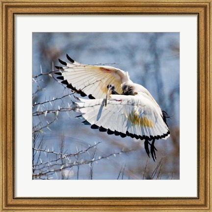Framed Sacred Ibis bird, Northern Cape, South Africa Print