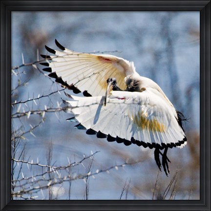 Framed Sacred Ibis bird, Northern Cape, South Africa Print