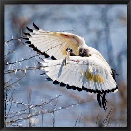 Framed Sacred Ibis bird, Northern Cape, South Africa Print