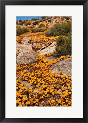 Framed South Namaqualand. Orange wildflower blossoms Print