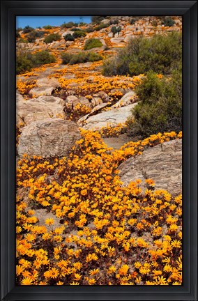 Framed South Namaqualand. Orange wildflower blossoms Print