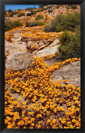 Framed South Namaqualand. Orange wildflower blossoms Print