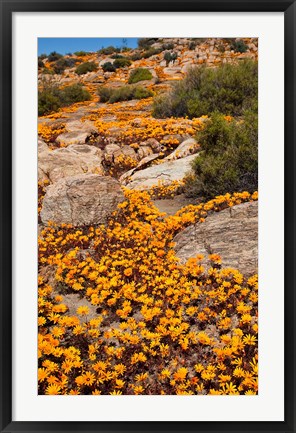 Framed South Namaqualand. Orange wildflower blossoms Print