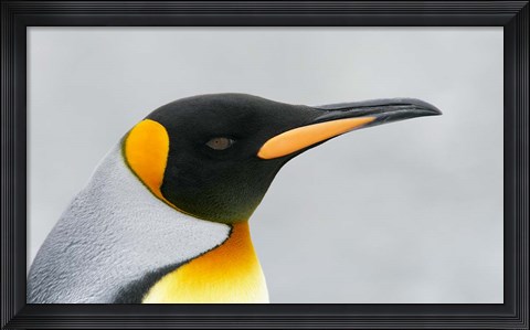 Framed South Georgia Island, King penguin head Print